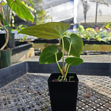 Load image into Gallery viewer, Anthurium Papillilaminum Fort Sherman X ( FS X Ralph Lynam), Exact Plant Ships Nationwide
