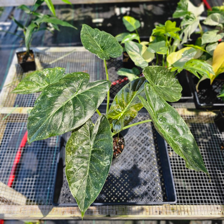 Alocasia Wentii, Exact Plant Variegated Ships Nationwide