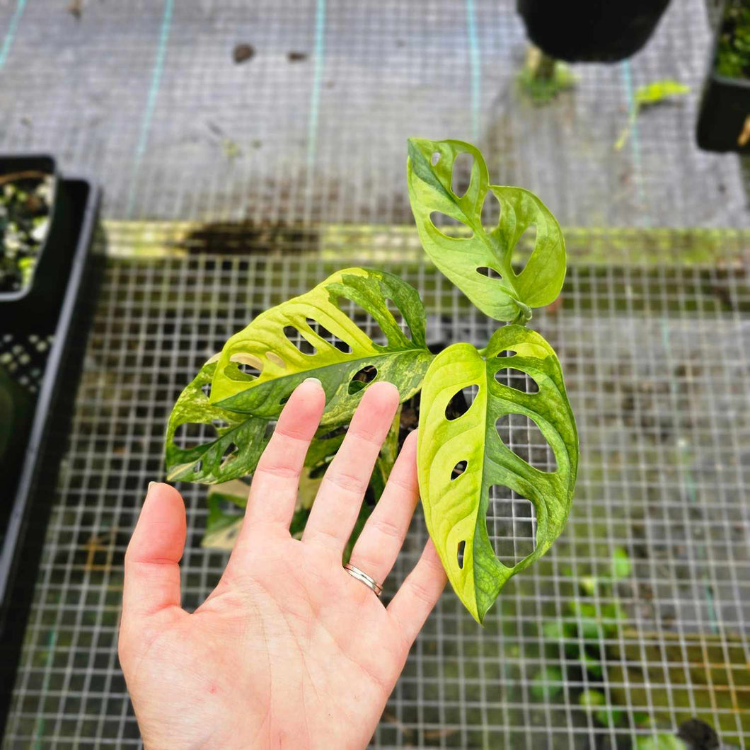 Monstera Adansonii Aurea, Exact Plant Variegated