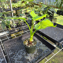Load image into Gallery viewer, Alocasia Cucullata Banana Split Variegated exact plant, Fedex 2day*
