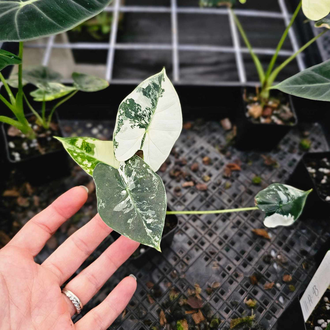 Alocasia Frydek, Exact Plant Variegated Ships Nationwide