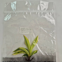 Load image into Gallery viewer, Philodendron Caramel Marble variegated tissue culture 2DayAir

