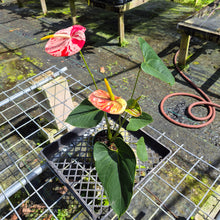 Load image into Gallery viewer, Anthurium Shibori, Exact Plant Variegated
