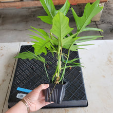 Load image into Gallery viewer, Philodendron Florida Beauty X Tortum, Exact Plant green Form Ships Nationwide
