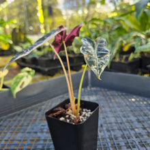 Load image into Gallery viewer, Alocasia nobilis pink Variegated Ships Nationwide
