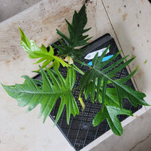 Load image into Gallery viewer, Philodendron Florida Beauty X Tortum, Exact Plant green Form Ships Nationwide
