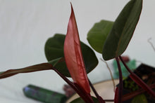 Load image into Gallery viewer, Philodendron Dark Lord Exact Plant Ships nationwide
