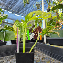 Load image into Gallery viewer, Monstera Adansonii Aurea, Exact Plant Variegated Ships Nationwide
