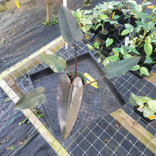 Load image into Gallery viewer, Philodendron Majesty, Exact Plant Ships Nationwide
