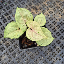 Load image into Gallery viewer, Syngonium Green Splash, Exact Plant Variegated Ships Nationwide
