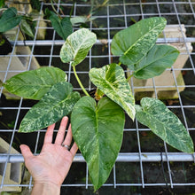 Load image into Gallery viewer, Philodendron Giganteum, Exact Plant Variegated
