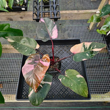 Load image into Gallery viewer, Philodendron Pink Princess Galaxy, Exact Plant Variegated Ships Nationwide
