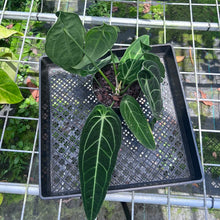 Load image into Gallery viewer, Anthurium Warocqueanum, Queen, Exact Plant
