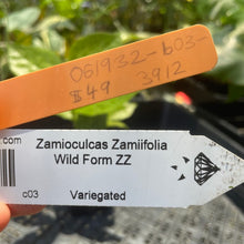 Load image into Gallery viewer, Zamioculcas Zamiifolia Wild Form ZZ, Exact Plant Variegated Ships Nationwide
