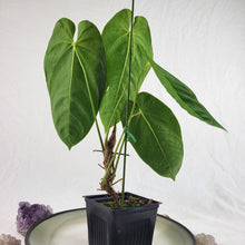 Load image into Gallery viewer, Anthurium Angamarcanum , Exact Plant
