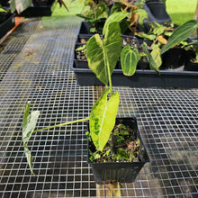 Load image into Gallery viewer, Alocasia Frydek, Exact Plant Variegated
