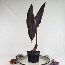 Load image into Gallery viewer, Alocasia Longiloba, Denudata, Exact Plant
