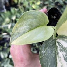 Load image into Gallery viewer, Scindapsus Rubicon Variegated exact plant, Fedex 2day*
