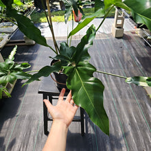 Load image into Gallery viewer, Philodendron Thaumatophyllum Goeldii X Selloum African Fantasy, Exact Plant
