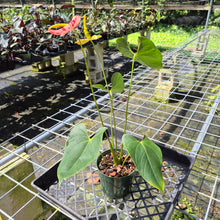 Load image into Gallery viewer, Anthurium Shibori, Exact Plant Variegated
