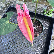 Load image into Gallery viewer, Anthurium Shibori, Exact Plant Variegated
