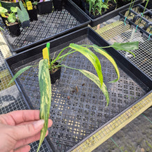 Load image into Gallery viewer, Philodendron Holtonianum Variegated 2.5" pot, Fedex 2day*
