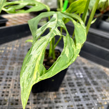 Load image into Gallery viewer, Monstera Adansonii Mint &quot;Indonesia&quot;, Exact Plant Variegated Ships Nationwide
