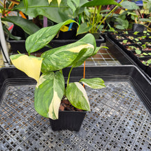 Load image into Gallery viewer, Monstera Lechleriana , Exact Plant Variegated Ships Nationwide
