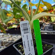 Load image into Gallery viewer, Alocasia Odora, Okinawa Silver, Exact Plant Variegated Ships Nationwide

