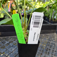 Load image into Gallery viewer, Anthurium Macrolobium x Noid, Exact Plant Ships Nationwide
