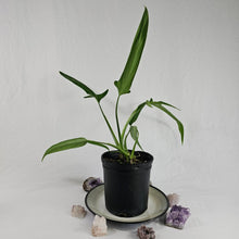 Load image into Gallery viewer, Philodendron Holtonianum, Exact Plant
