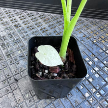 Load image into Gallery viewer, Alocasia Frydek, Exact Plant Variegated Ships Nationwide
