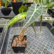 Load image into Gallery viewer, Alocasia Polly Aurea variegated exact plant, Fedex 2day*
