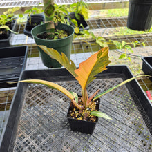 Load image into Gallery viewer, Philodendron Caramel Marble, Exact Plant Variegated Ships Nationwide
