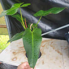 Load image into Gallery viewer, Philodendron Sagittifolium, Tuxtlanum Rubra 6" pot, Fedex 2day
