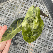Load image into Gallery viewer, Alocasia Sedenii Aurea Variegated exact plant, Fedex 2day*
