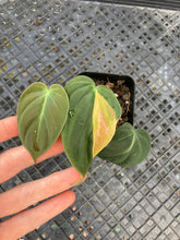 Load image into Gallery viewer, Philodendron Hederaceum Micans Aurea, Exact Plant Variegated Ships Nationwide
