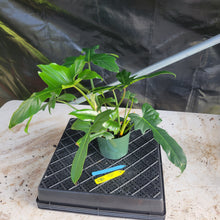Load image into Gallery viewer, Philodendron Green Golden Dragon, Exact Plant Ships Nationwide
