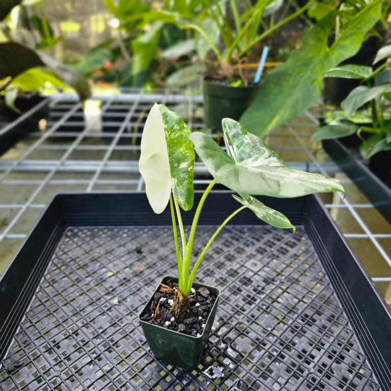 Alocasia Macrorhizza, Exact Plant Variegated