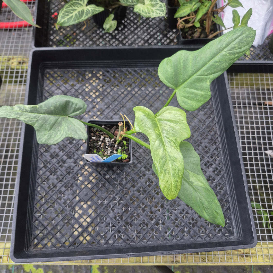 Philodendron Bipennifolium Splash Gordon Variegated Ships Nationwide