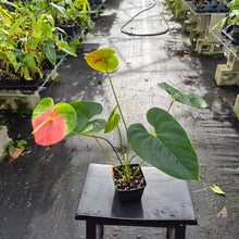 Load image into Gallery viewer, Anthurium Anuenue Obake bicolor pink / green 4" pot, Fedex 2day*
