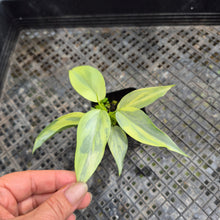 Load image into Gallery viewer, Philodendron Hastatum Silver Sword, Exact Plant Variegated Ships Nationwide
