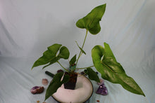 Load image into Gallery viewer, Anthurium Brownii Exact Plant Ships nationwide
