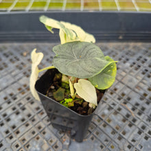 Load image into Gallery viewer, Alocasia Melo Albo variegated exact plant, Fedex 2day*
