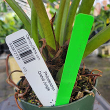 Load image into Gallery viewer, Philodendron Orchid Jungle, Exact Plant Ships Nationwide
