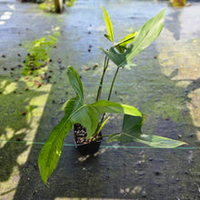 Load image into Gallery viewer, Philodendron Longilobatum Lelano Miyano, Exact Plant Ships Nationwide
