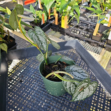 Load image into Gallery viewer, Philodendron Brandtianum, Exact Plant Ships Nationwide
