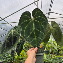 Load image into Gallery viewer, Anthurium Ace of Spades exact plant, Fedex 2day*
