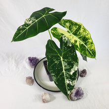 Load image into Gallery viewer, Alocasia Frydek, Exact Plant Variegated Ships Nationwide
