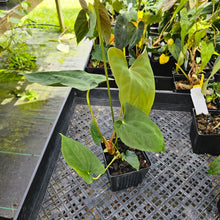 Load image into Gallery viewer, Anthurium Papillilaminum Fort Sherman X ( FS X Ralph Lynam), Exact Plant Ships Nationwide
